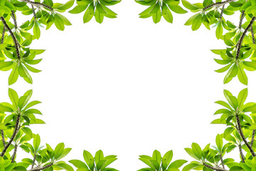 Fototapeta premium Fresh tropical tree green leaf isolated on white background.