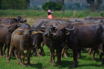 Group of Asian buffalo eats grass in the field beside a lake in the day time under sunshine. Animal, wildlife and country life concept.