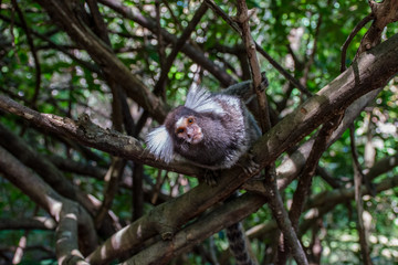 Marmoset monkeys revel in trees and seek food