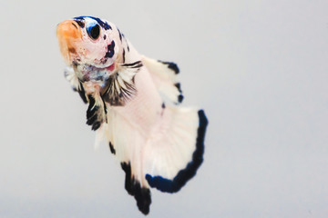 Betta fish