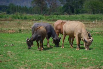 Group of Asian buffalo eats grass in the field beside a lake in the day time under sunshine. Animal, wildlife and country life concept.