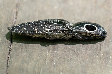 Profile view of a large eastern eyed click beetle at Yates Mill County Park in Raleigh North Carolina.