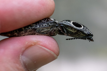 Profile view of a large eastern eyed click beetle being held between two fingers at Yates Mill County Park in Raleigh North Carolina.