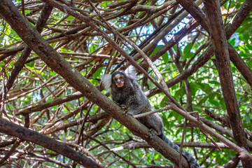 Marmoset monkeys revel in trees and seek food