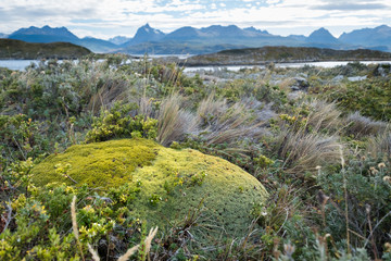 View of the vegetation and the mountains at Bridges Island, close to Ushuaia, Tierra del Fuego, Argentina.