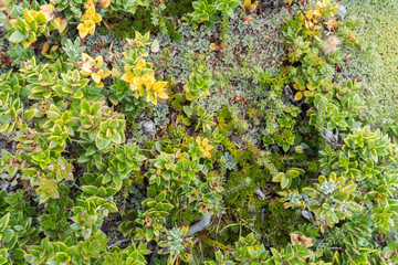 View of the vegetation and the mountains at Bridges Island, close to Ushuaia, Tierra del Fuego, Argentina.