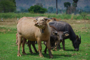 Fototapeta premium Group of Asian buffalo eats grass in the field beside a lake in the day time under sunshine. Animal, wildlife and country life concept.