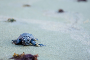 Newborn sea turtles ready for life at sea swim for salvation