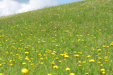 Tokyo,Japan-May 19, 2019: Meadow on a hill in early summer