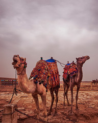 A couple of camels not very happy to be photographer, by the pyramids of giza, cairo