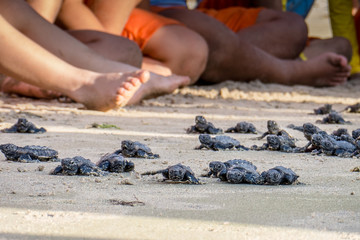 Newborn sea turtles ready for life at sea swim for salvation