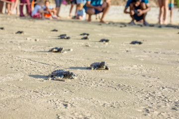 Newborn sea turtles ready for life at sea swim for salvation