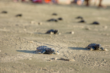 Newborn sea turtles ready for life at sea swim for salvation