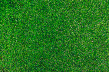 texture of green grass
