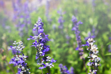 Blue Salvia is blooming in the garden.