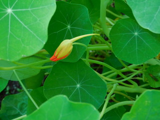 Nasturtium Edible Flower bud
