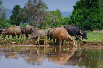 Fototapeta na wymiar Group of Asian buffalo eats grass in the field beside a lake in the day time under sunshine. Animal, wildlife and country life concept.