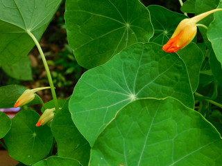 Nasturtium Edible Flower bud