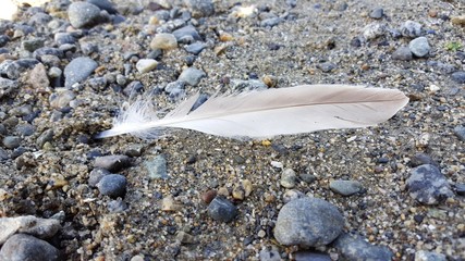 A single feather on the gravel sidewalk with stones and pebbles 