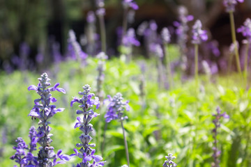 Blue Salvia is blooming in the garden.