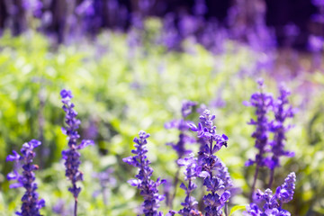 Blue Salvia is blooming in the garden.