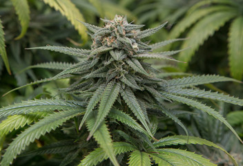 Granddaddy Purple Flower