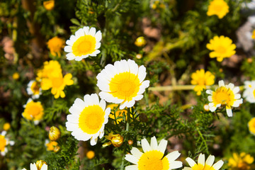 Fototapeta premium Flowers in shades of yellow among greenery