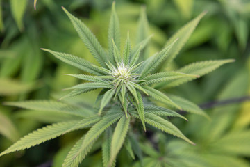 Granddaddy Purple Flower