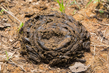 Cow manure is a waste of cattle that is beneficial to the trees