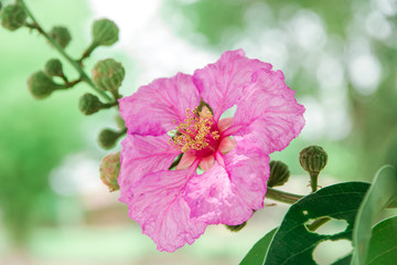 Beautiful bright purple flowers are named Lythraceae