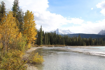 Fototapeta na wymiar Autumn Along The Athabasca River, Jasper National Park, Alberta