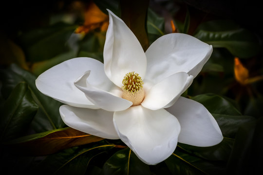 White magnolia flower closeup against a dark green and orange blurred background