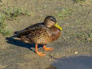Mallard Duck on  the Freshwater Pond