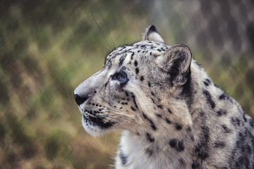 Snow Leopard