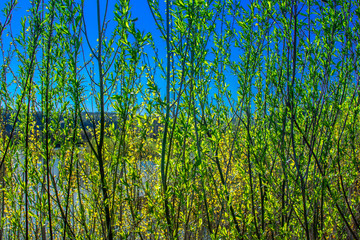green leaves of trees against a blue sky