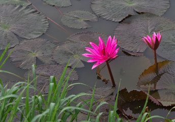 Lotus stem water, Red indianwater lily (Scientific name: Nymphaea lotus Linn) red flowers blooming in the pond in the morning.