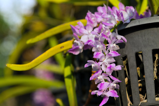 Aerides multiflora Roxb, orchids flower bouquet pink Are in full bloom on the trees in the garden.