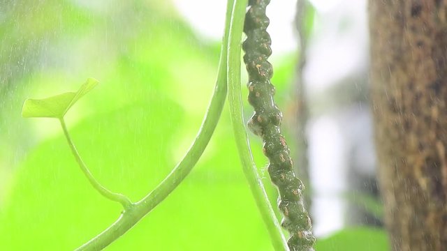 Tinospora cordifolia local name guduchi