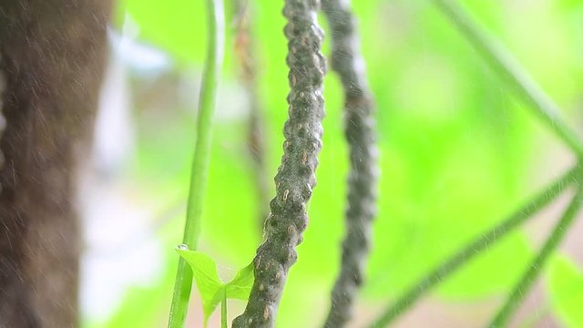 Tinospora cordifolia local name guduchi