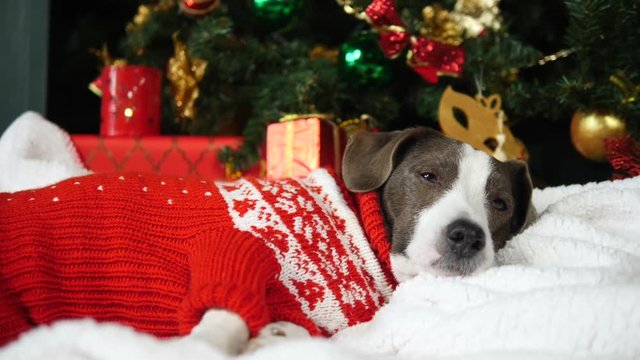 Funny Dog In Knit Sweater Sleeping Under The Christmas Tree. Closeup.