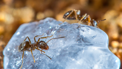 Ants are sitting on a big candy crystal. Concept insects and food.