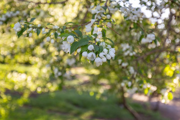 Apple blossom time is very beautiful