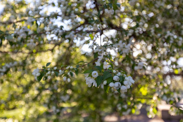 Apple blossom time is very beautiful