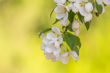 Apple blossom time is very beautiful