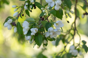 Apple blossom time is very beautiful