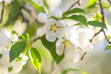 Apple blossom time is very beautiful