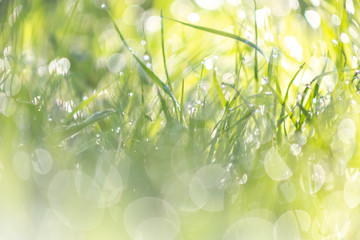 Obraz premium Apple blossom time is very beautiful