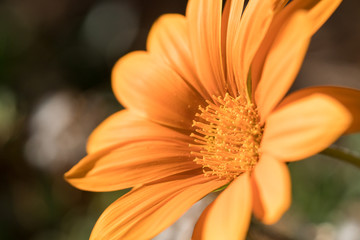 vibrant vivid orange flower close up