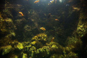 Fototapeta na wymiar Clown fish in the aquarium, focus selective