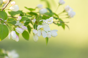 Apple blossom time is very beautiful